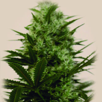 Langui Kush (The Kush Brothers) feminiserede cannabisfr&oslash;