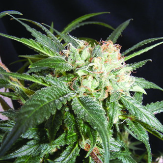 Malibu (The Kush Brothers) feminiserede cannabisfr&oslash;
