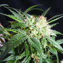 Malibú (The Kush Brothers) Feminiserede