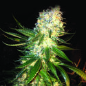 MassKush (The Kush Brothers) Feminiserede
