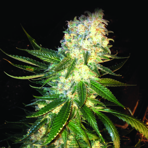 MassKush (The Kush Brothers) Feminiserede