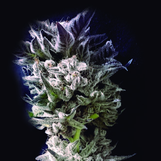 Petro $ OG (The Kush Brothers) feminiserede cannabisfr&oslash;