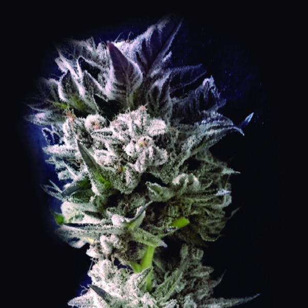 Petro $ OG (The Kush Brothers) Feminiserede