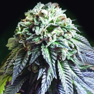 The Dark Side (The Kush Brothers) feminiserede