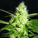 Yellowstone (The Kush Brothers) Feminiserede