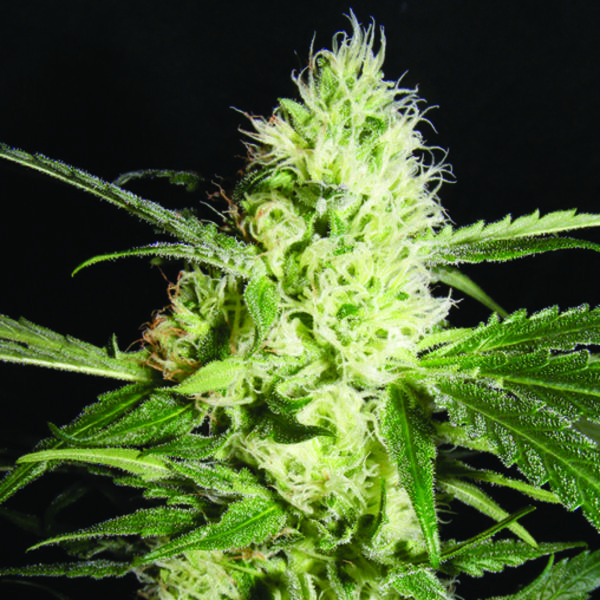 Yellowstone (The Kush Brothers) Feminiserede