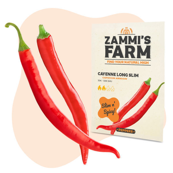 Cayenne Long Slim frø