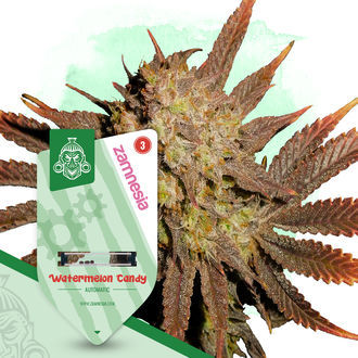 Watermelon Candy Autoflower (Zamnesia Seeds) Feminiserede