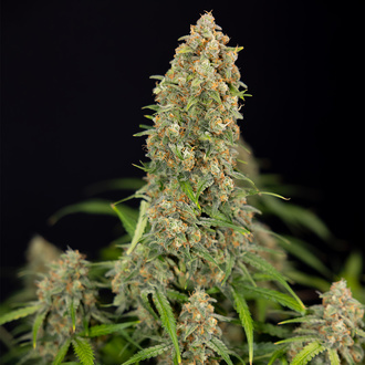 Watermelon Candy Autoflower (Zamnesia Seeds) Feminiserede