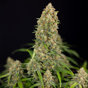 Watermelon Candy Autoflower (Zamnesia Seeds) Feminiserede