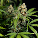 Watermelon Candy Autoflower (Zamnesia Seeds) Feminiserede