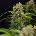 Watermelon Candy Autoflower (Zamnesia Seeds) Feminiserede
