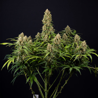 Watermelon Candy Autoflower (Zamnesia Seeds) Feminiserede