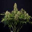 Watermelon Candy Autoflower (Zamnesia Seeds) Feminiserede