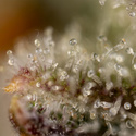 Watermelon Candy Autoflower (Zamnesia Seeds) Feminiserede