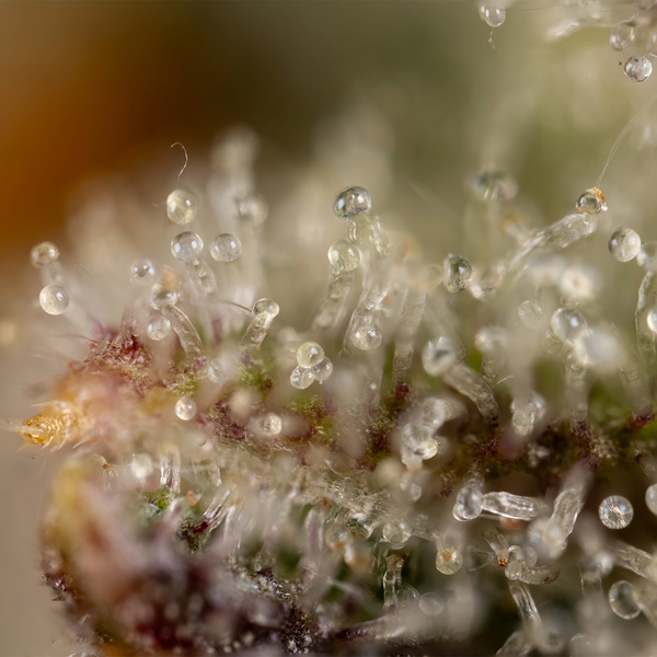 Watermelon Candy Autoflower (Zamnesia Seeds) Feminiserede