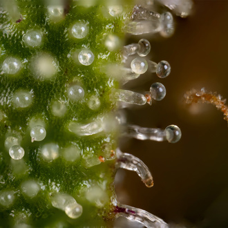 Watermelon Candy Autoflower (Zamnesia Seeds) Feminiserede