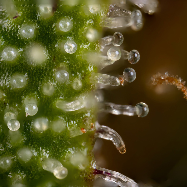 Watermelon Candy Autoflower (Zamnesia Seeds) Feminiserede