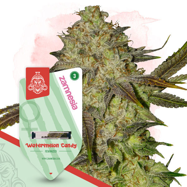 Watermelon Candy (Zamnesia Seeds) Feminiserede