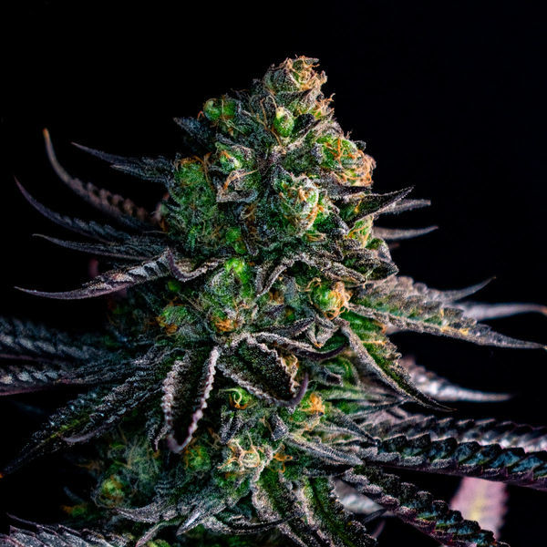 Watermelon Candy (Zamnesia Seeds) Feminiserede