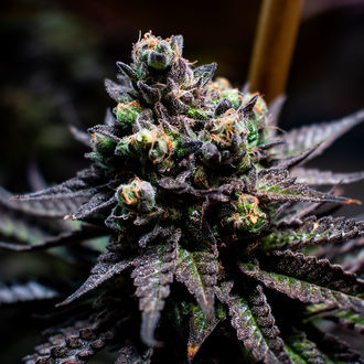 Watermelon Candy (Zamnesia Seeds) Feminiserede