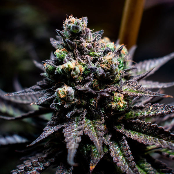 Watermelon Candy (Zamnesia Seeds) Feminiserede