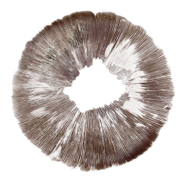 Sporeaftryk af Psilocybe cubensis Amazonas