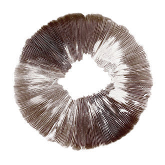 Sporeaftryk fra Psilocybe cubensis McKennaii