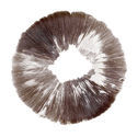 Sporeaftryk fra Psilocybe cubensis McKennaii