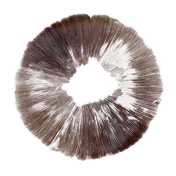 Sporeaftryk fra Psilocybe cubensis McKennaii