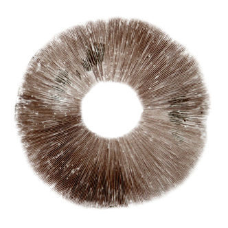 Sporeaftryk Psilocybe cubensis Ban Hua Thai