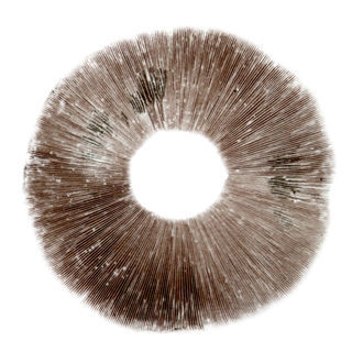 Sporeaftryk Psilocybe cubensis Ban Hua Thai