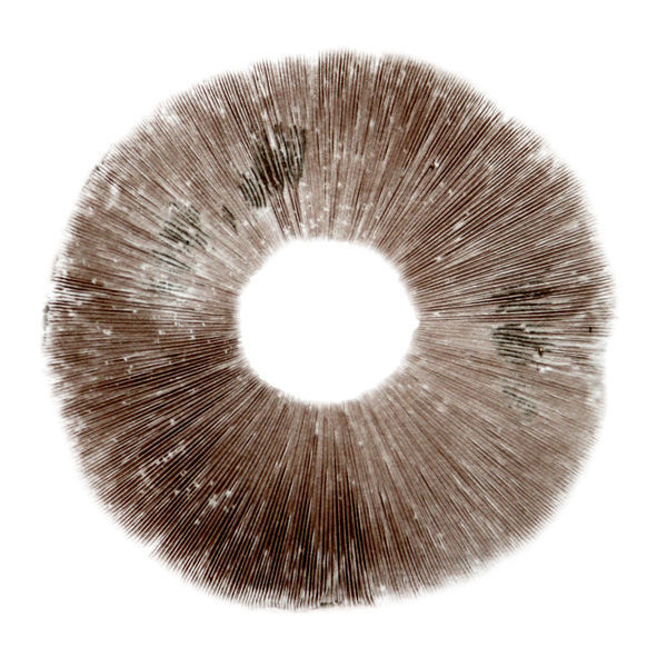 Sporeaftryk Psilocybe cubensis Ban Hua Thai