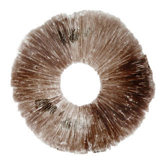 Sporeaftryk Psilocybe cubensis Hawaii (PES)