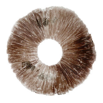 Sporeaftryk af Psilocybe cubensis Hawaii (PES)