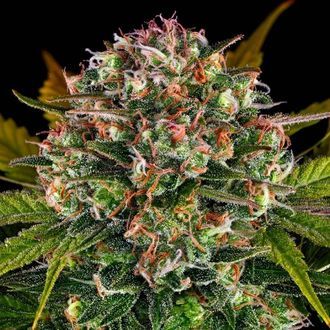 Strawberry Cheesecake Auto (Barney's Farm) Feminiserede