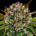 Strawberry Cheesecake Auto (Barney's Farm) Feminiserede