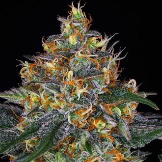 Moby Dick Auto (Barney's Farm) Feminiserede