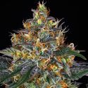 Moby Dick Auto (Barney's Farm) Feminiserede
