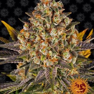 Banana Punch (Barney's Farm) Feminiserede