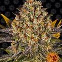 Banana Punch (Barney's Farm) Feminiserede