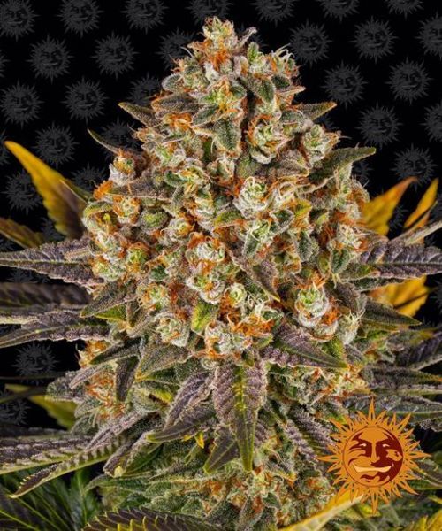 Banana Punch (Barney's Farm) Feminiserede