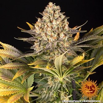 Banana Punch (Barney's Farm) feminiserede cannabisfr&oslash;