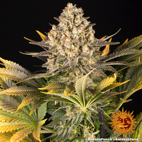 Banana Punch (Barney's Farm) Feminiserede