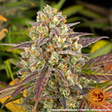 Amnesia Haze Auto (Barney's Farm) Feminiserede