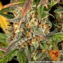 Amnesia Haze Auto (Barney's Farm) Feminiserede