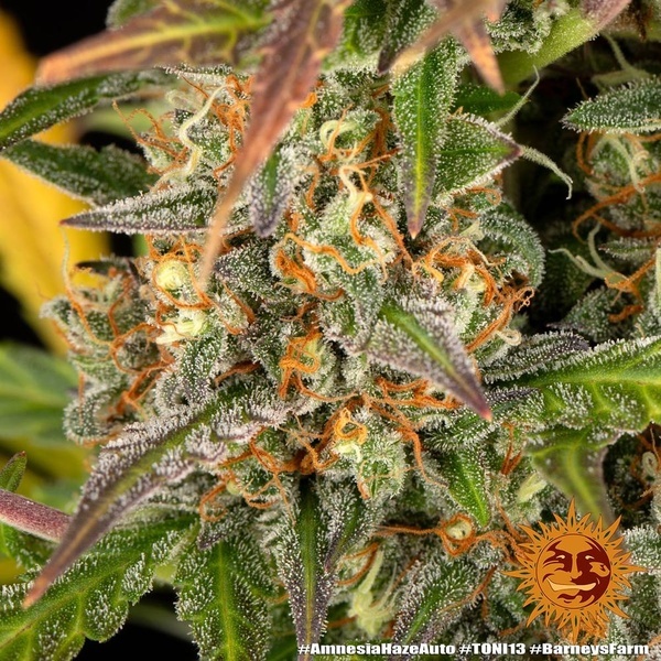 Amnesia Haze Auto (Barney's Farm) Feminiserede