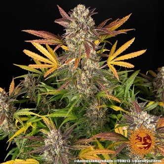 Amnesia Haze Auto (Barney's Farm) feminiserede