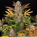 Amnesia Haze Auto (Barney's Farm) Feminiserede