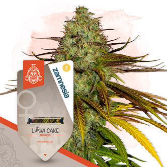 Neon Jungle (Zamnesia Seeds) feminiserede